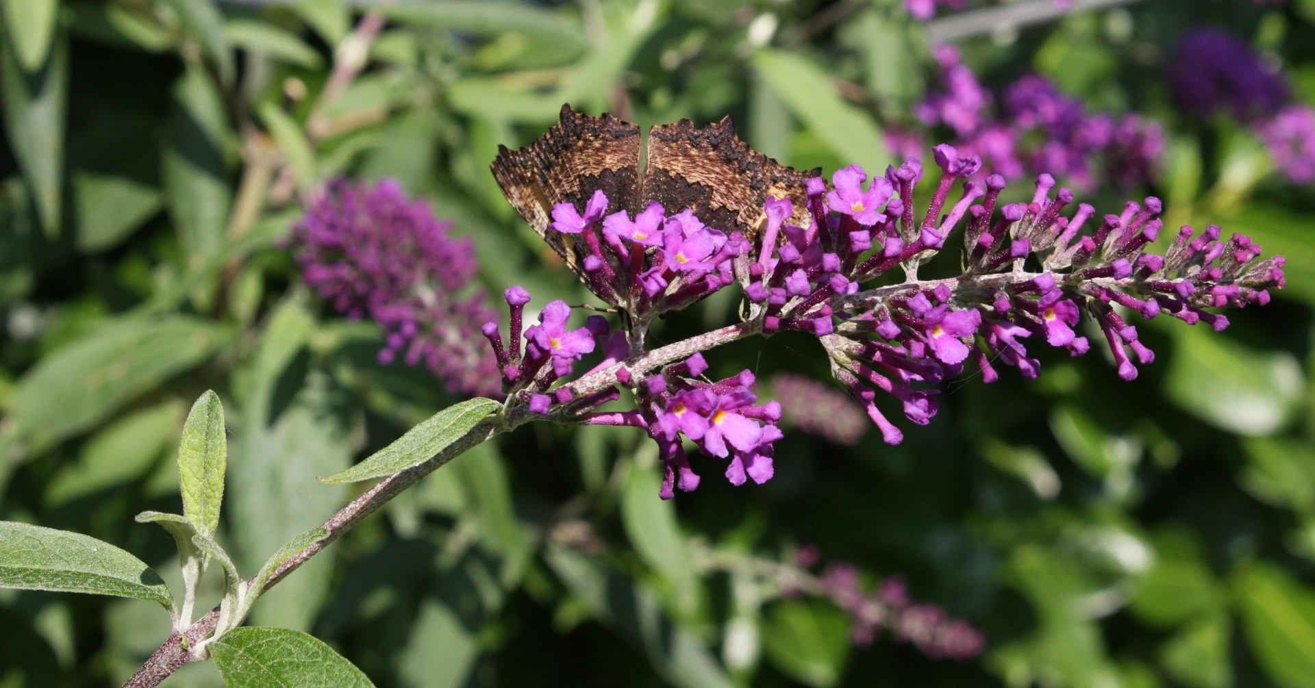 Kleiner Fuchs - Aglais urticae