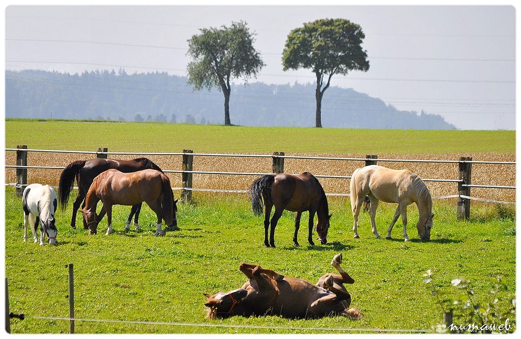 Chevaux dans le pré