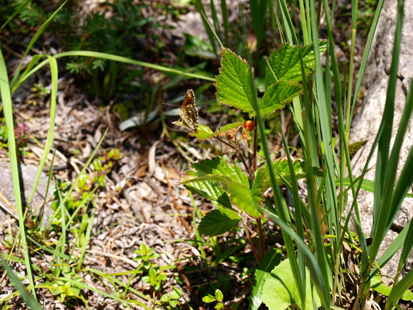 Schmetterling am Bach