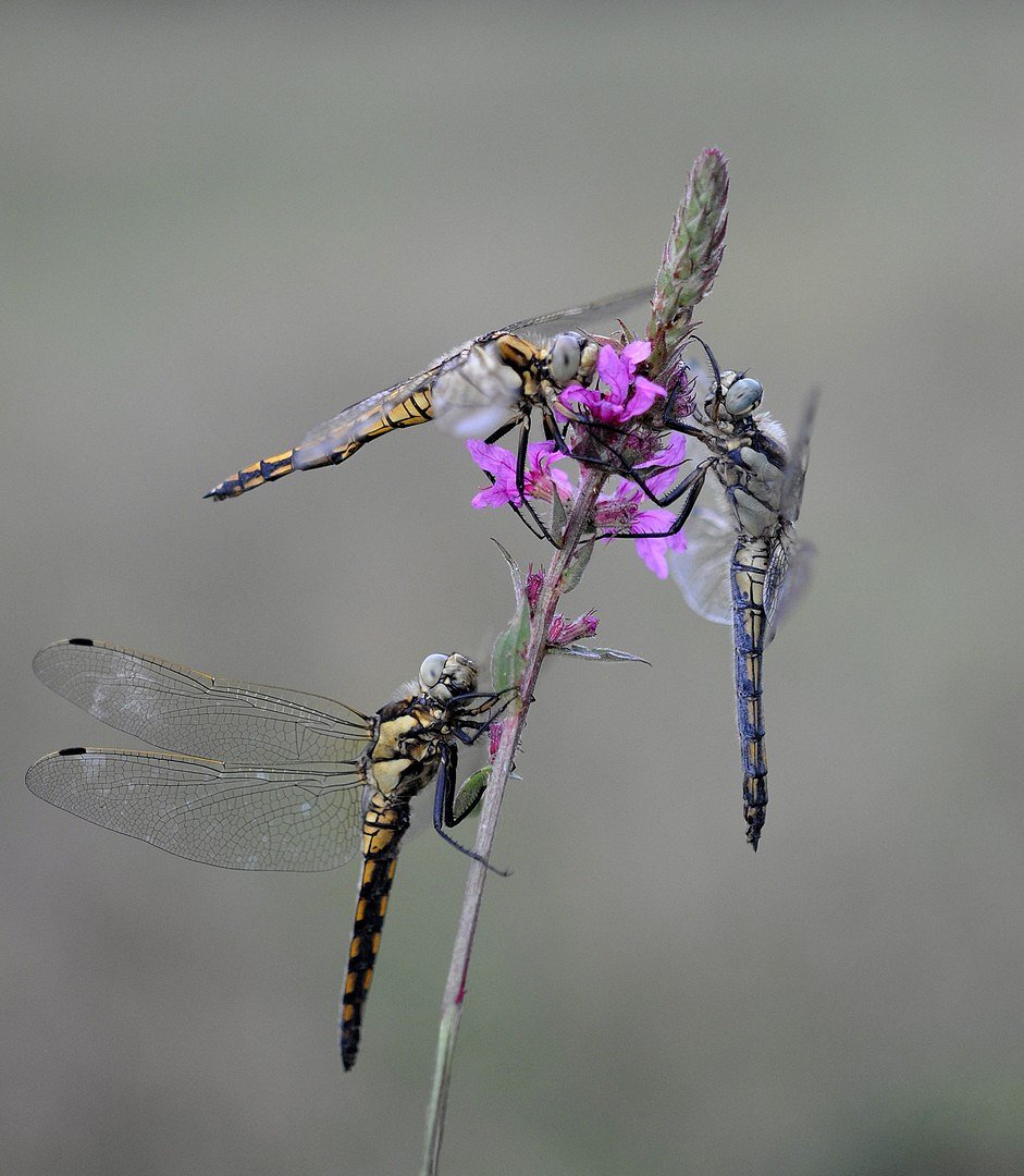 dragonfly