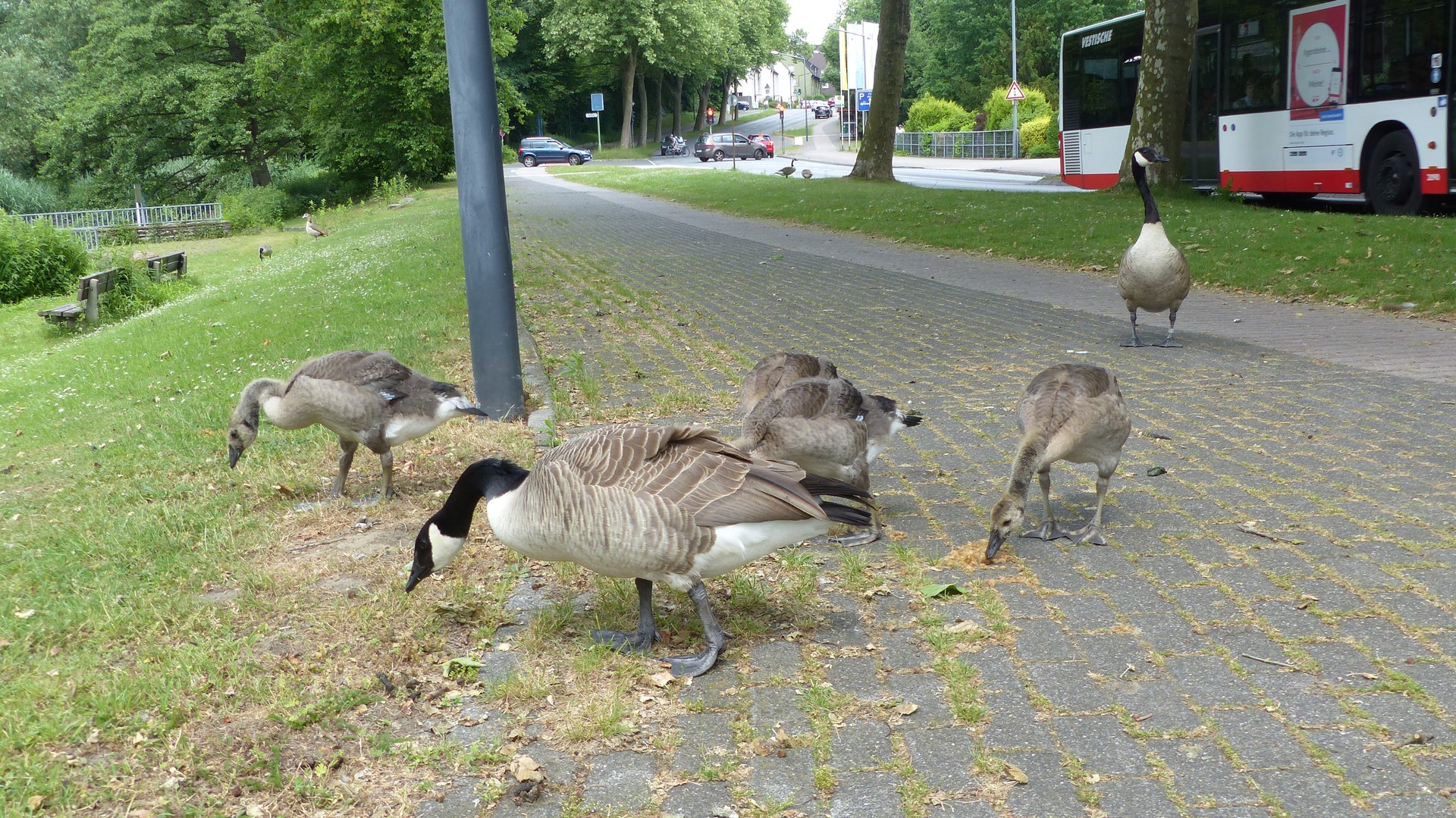 wenn die Natur in den Straßenverkehr eingreift