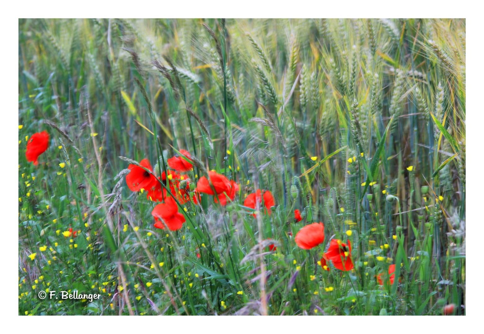 Fleurs champêtres