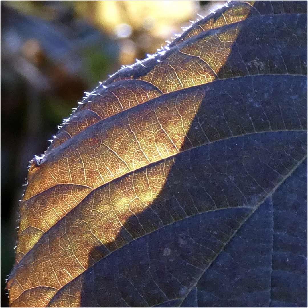 Blatt im Sonnenlicht