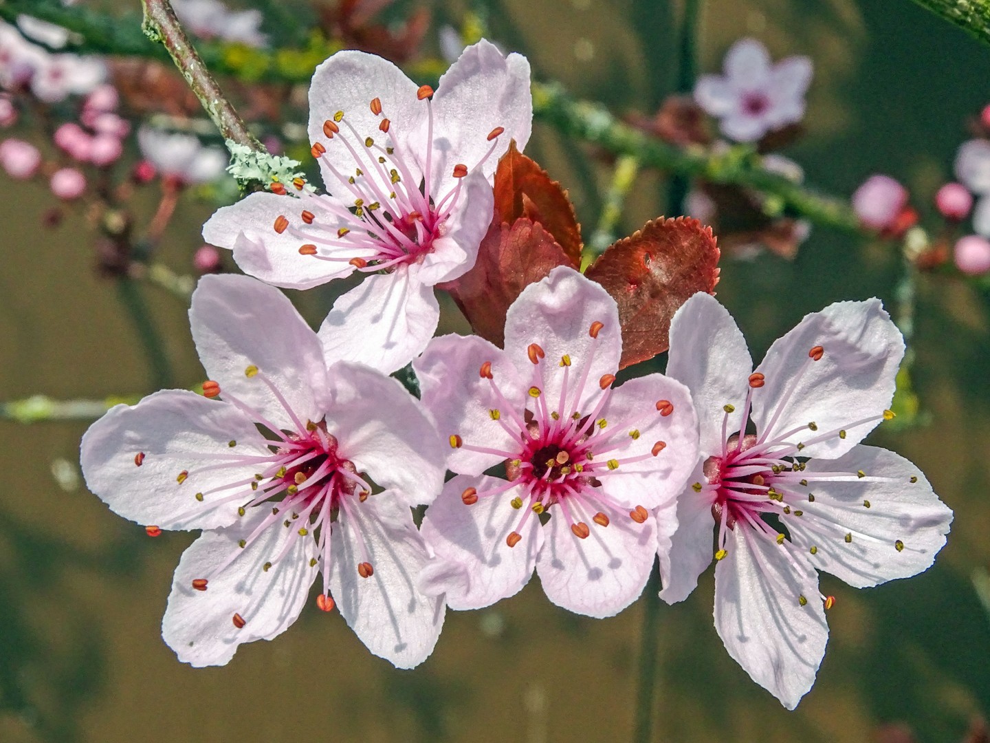 Japanische Kirsche Blüten