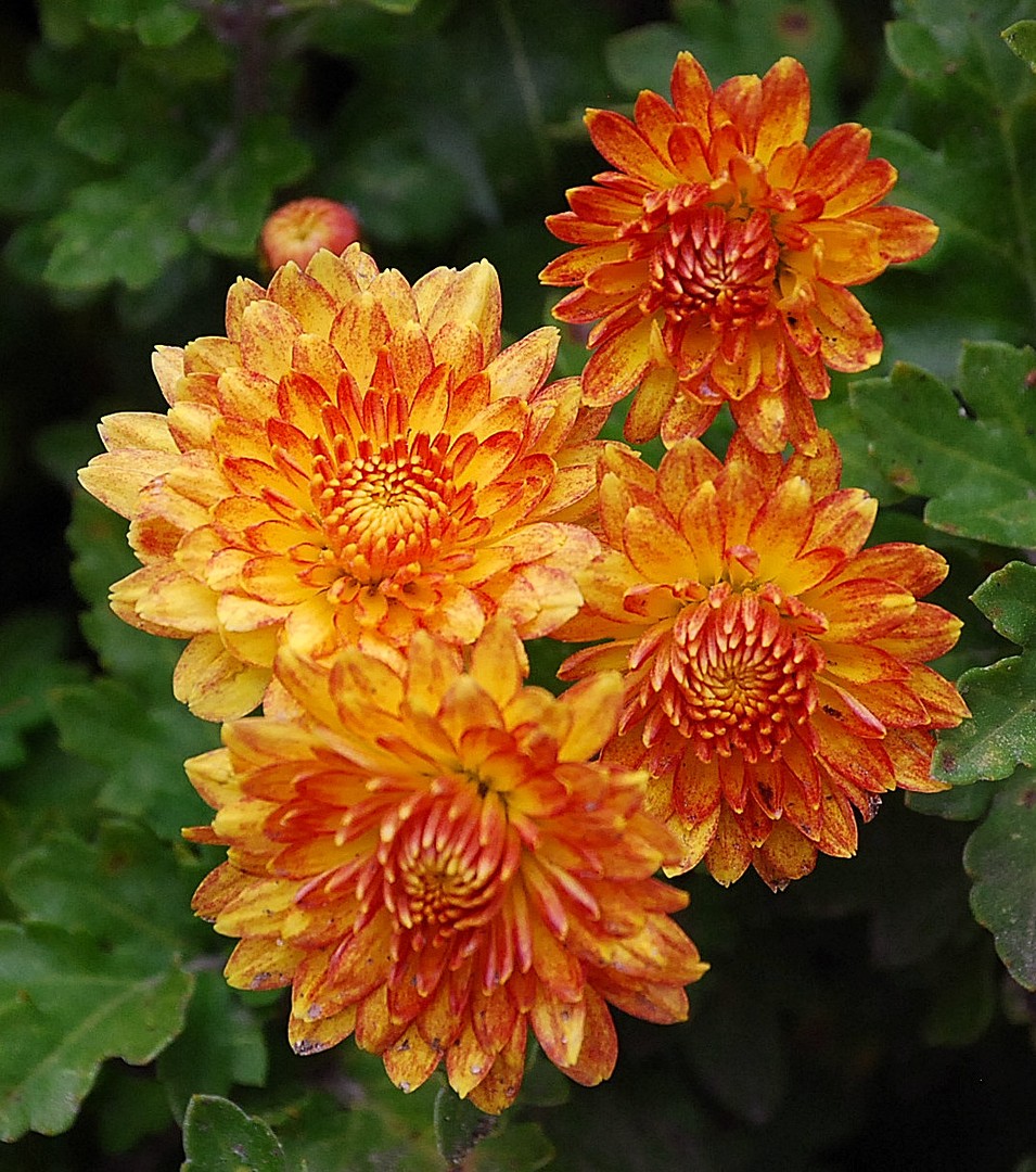 Chrysanthèmes.