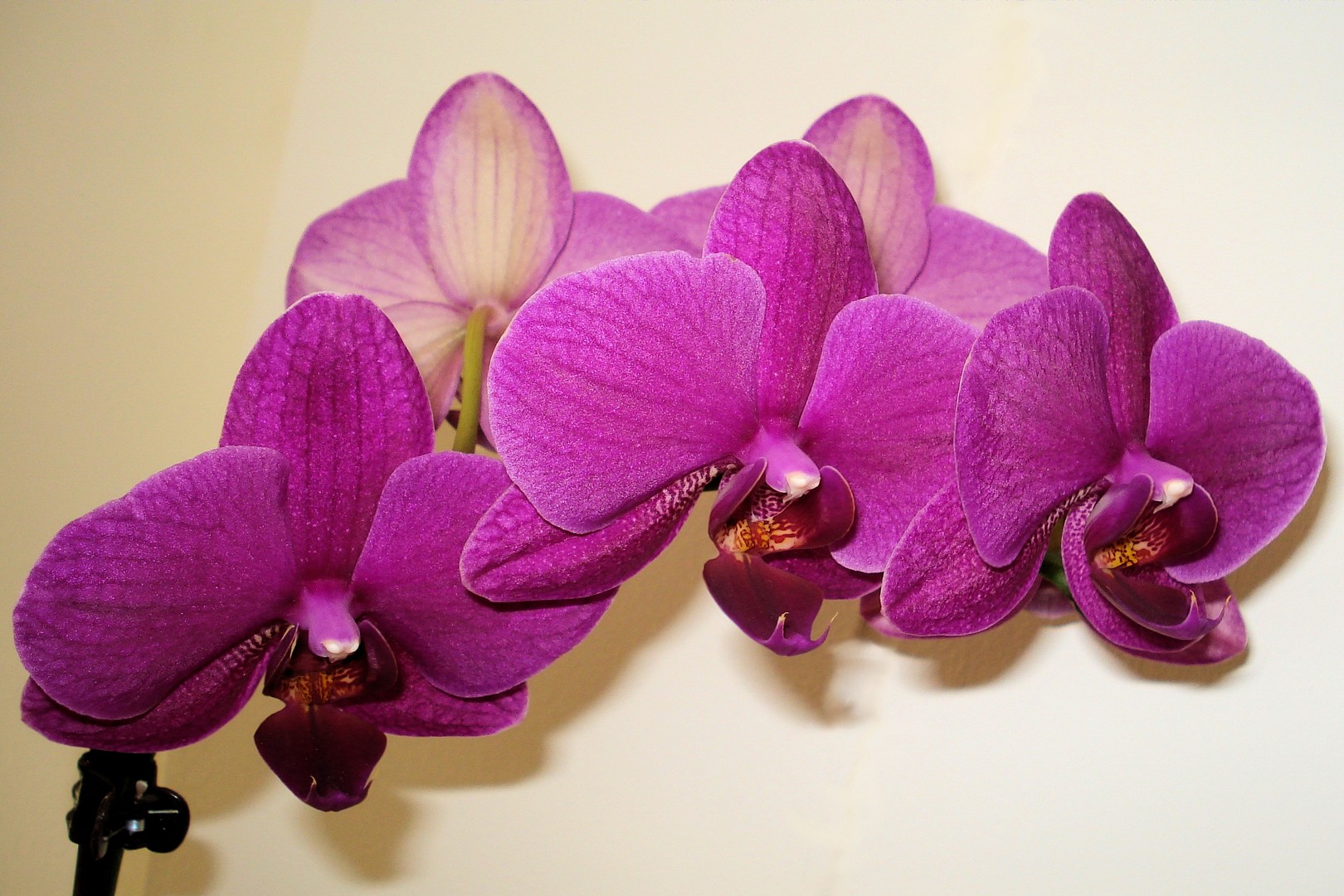 Orchidee