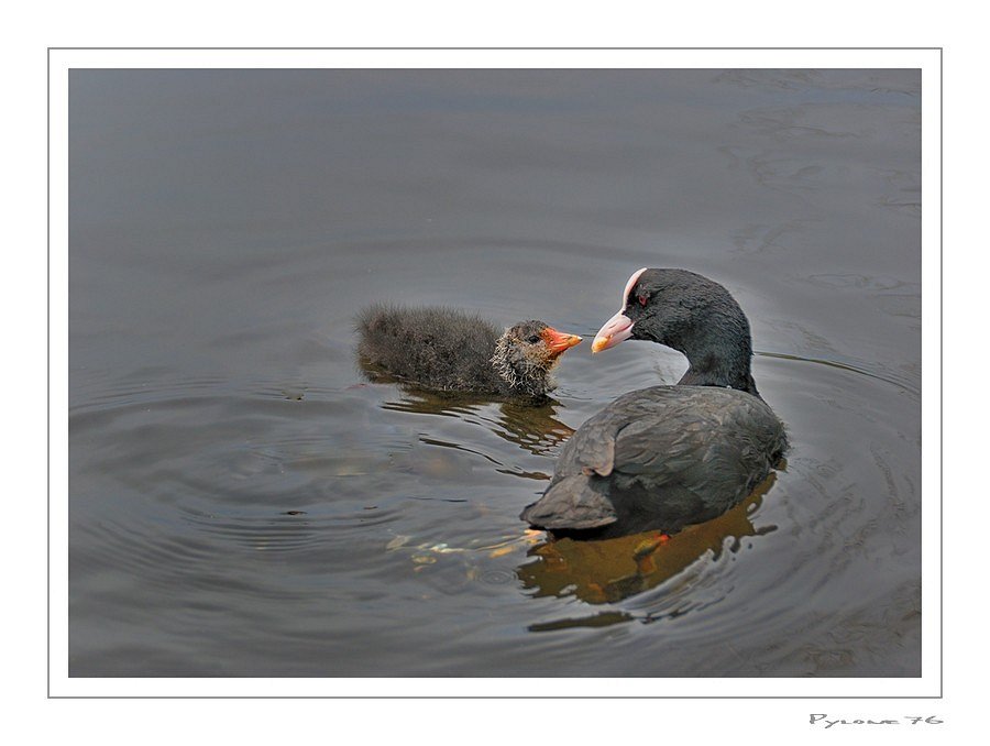 Le foulque et son "bébé"