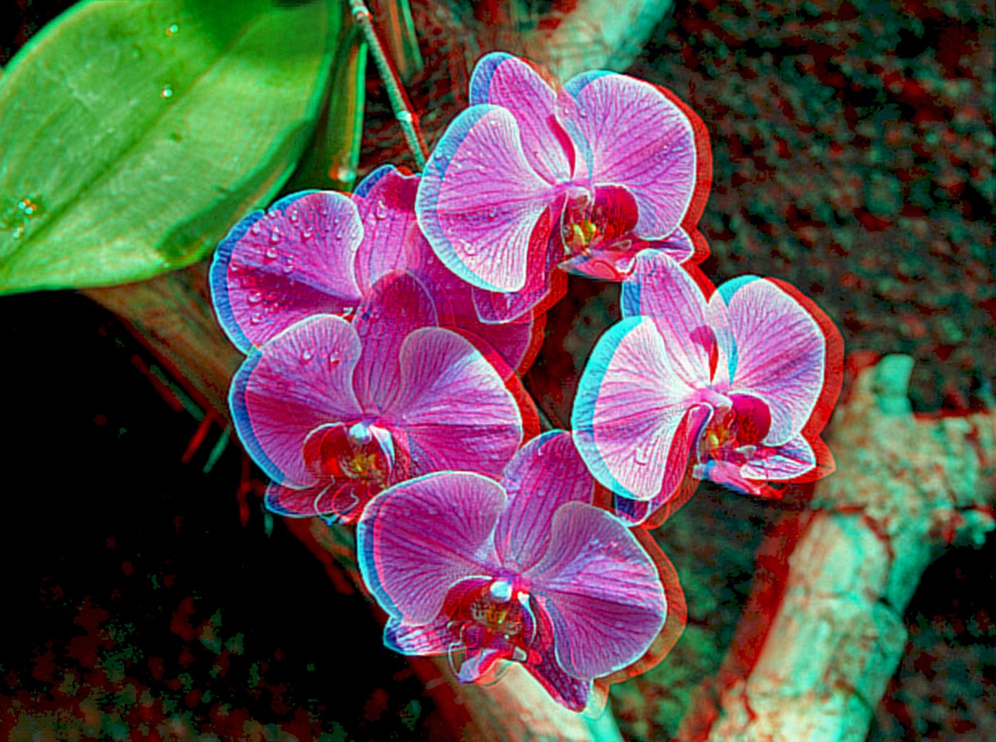 Purple Orchid