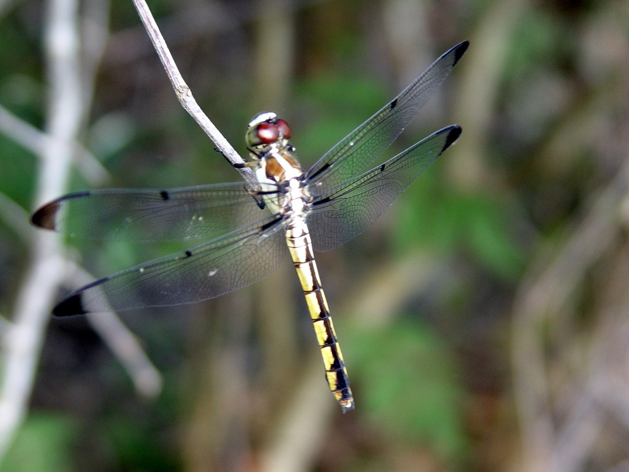 Libelle