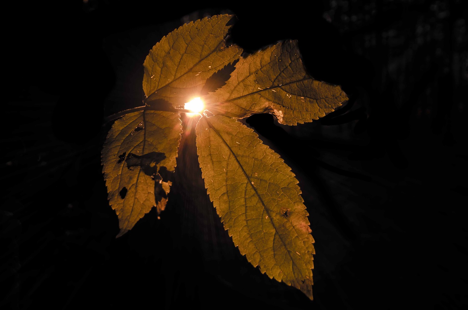 Blatt vor der Sonne