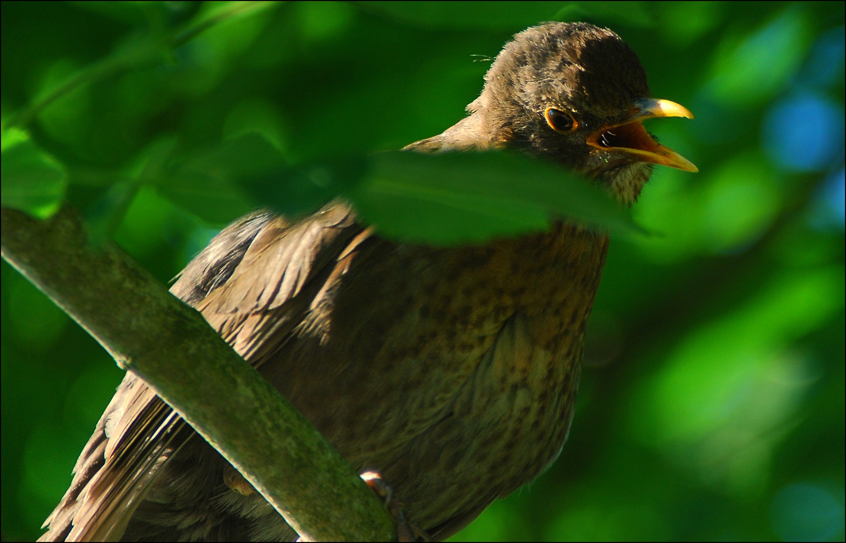 Turdus merula