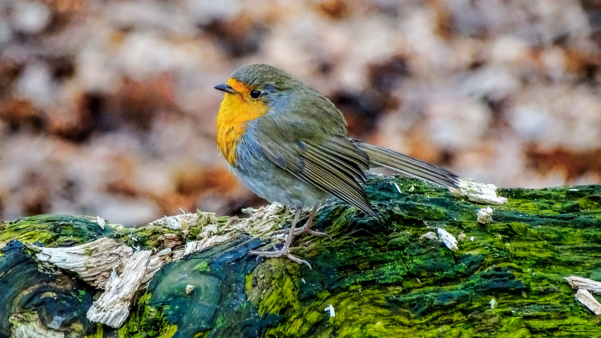 Robin - Erithacus rubecula