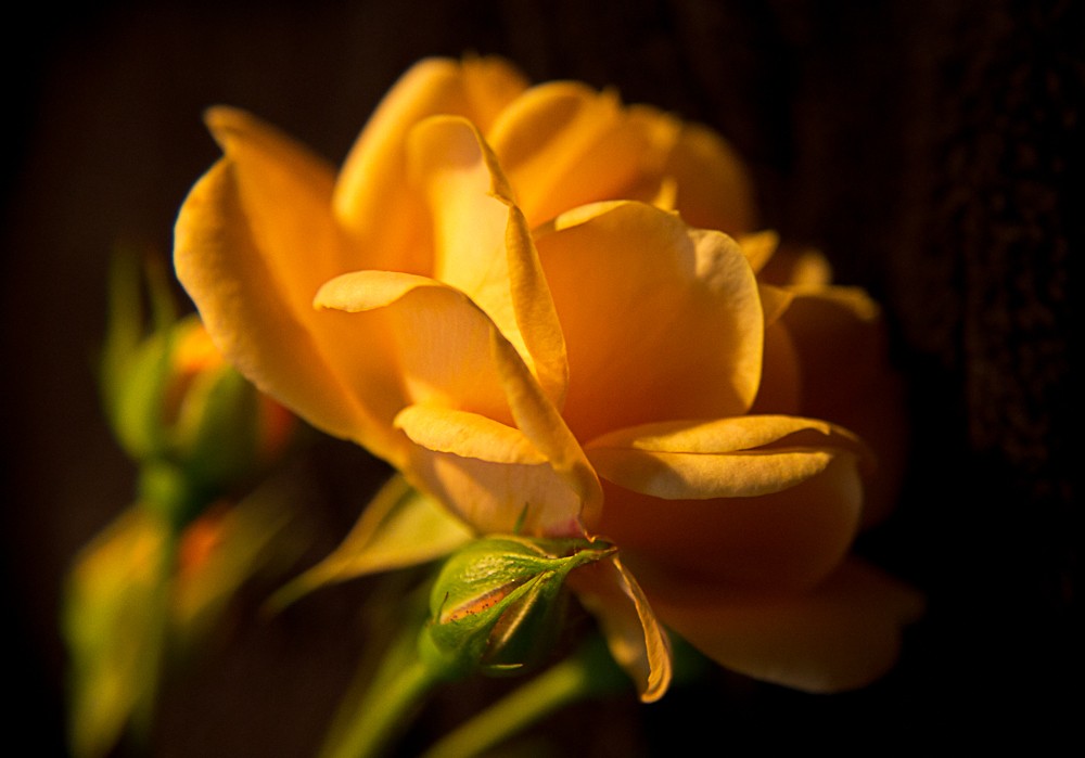 Eigentlich ist dies eine ganz kleine Rose. Aber in ihrer Schönheit nicht zu übertreffen.