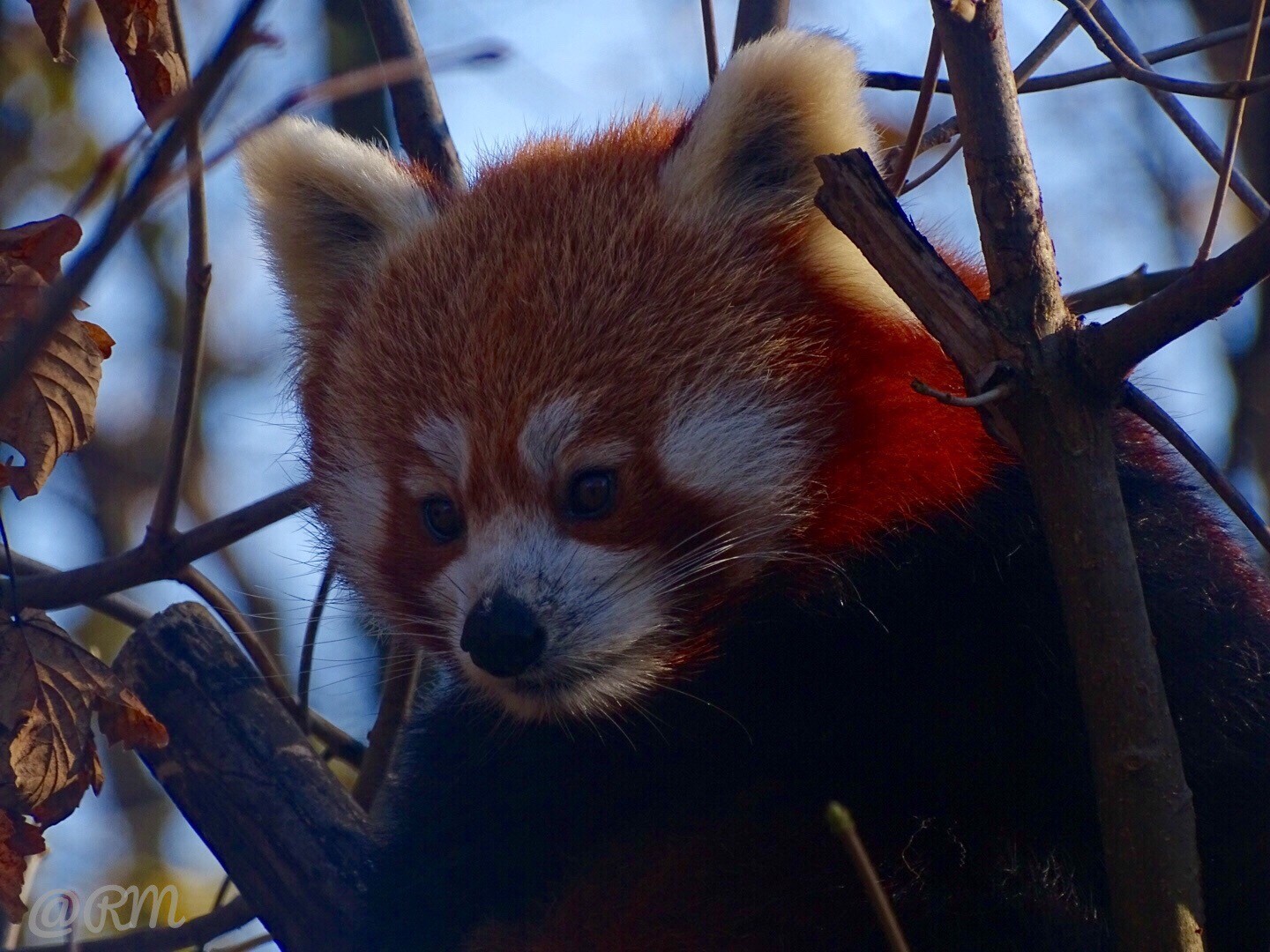 Tierpark Berlin