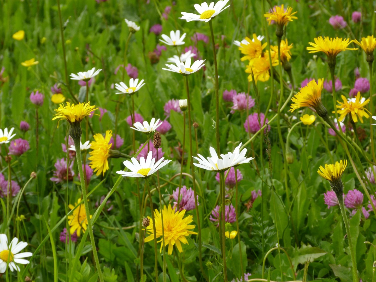 Blumenwiese