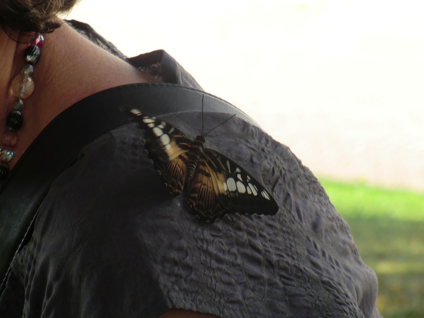 Tropische vlinder op schouder