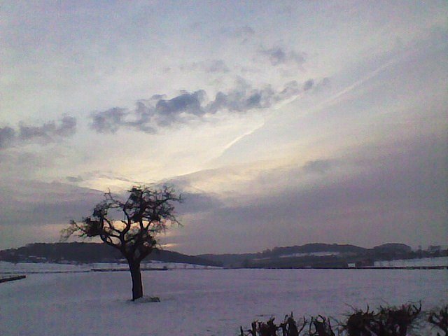  Hiver dans mes chemins de traverses en compagnie de mes labradors