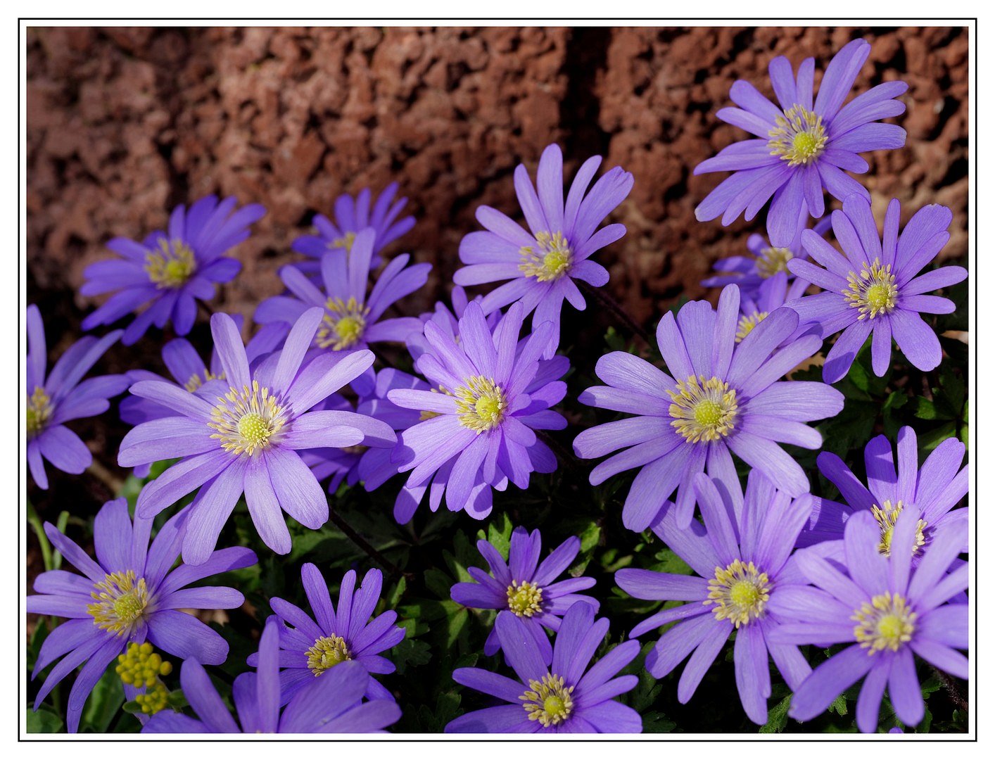 Anemonen