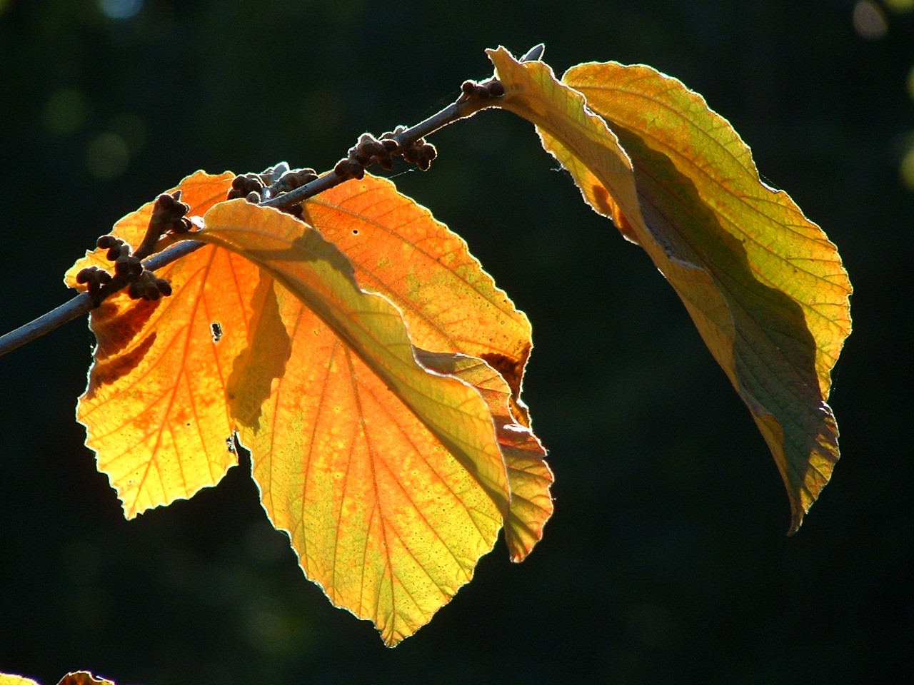 Herbstlaub