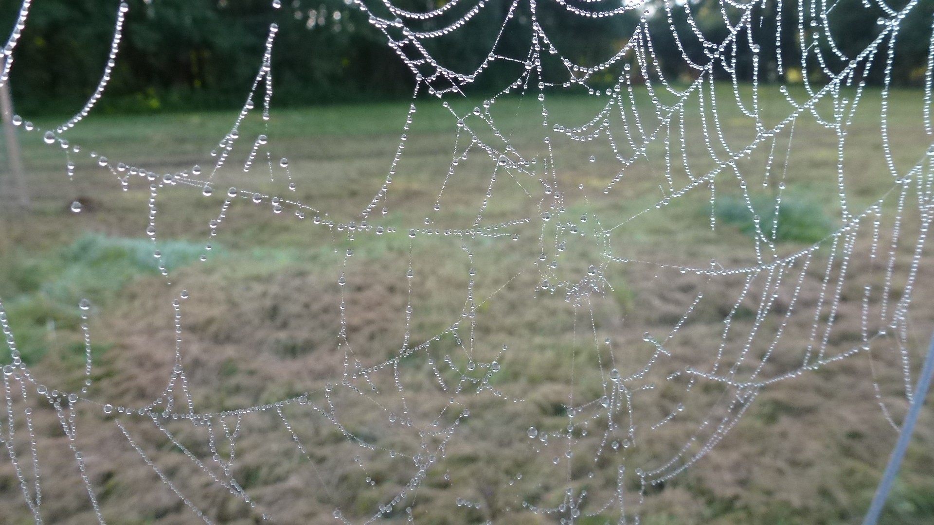 Diamants de rosée