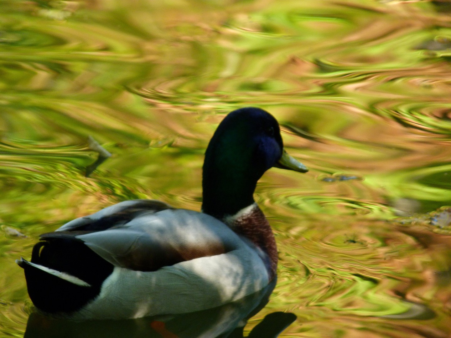 Ente gut,alles gut!