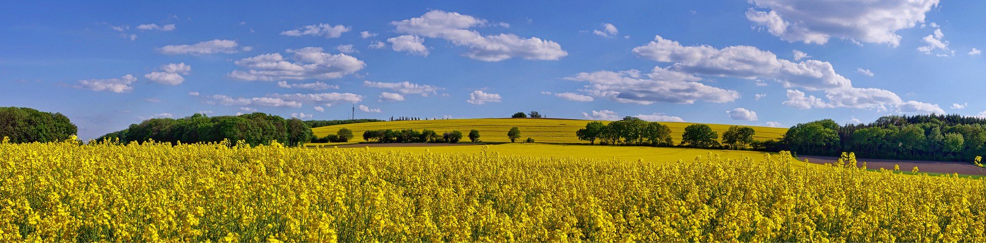 Raps-Landschaft