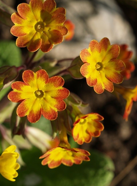 Primula veris