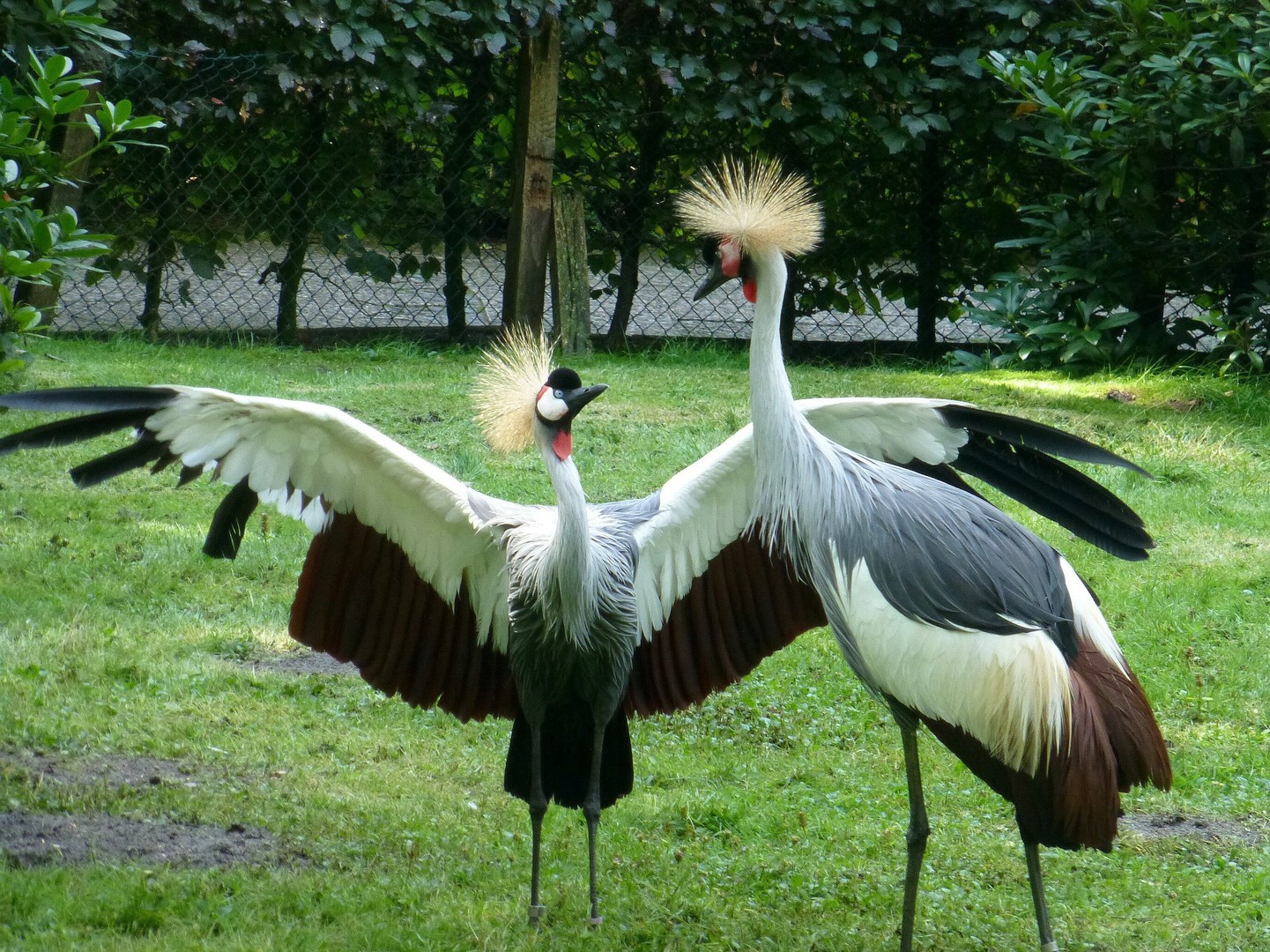 Kronenkraniche beim Paarungstanz