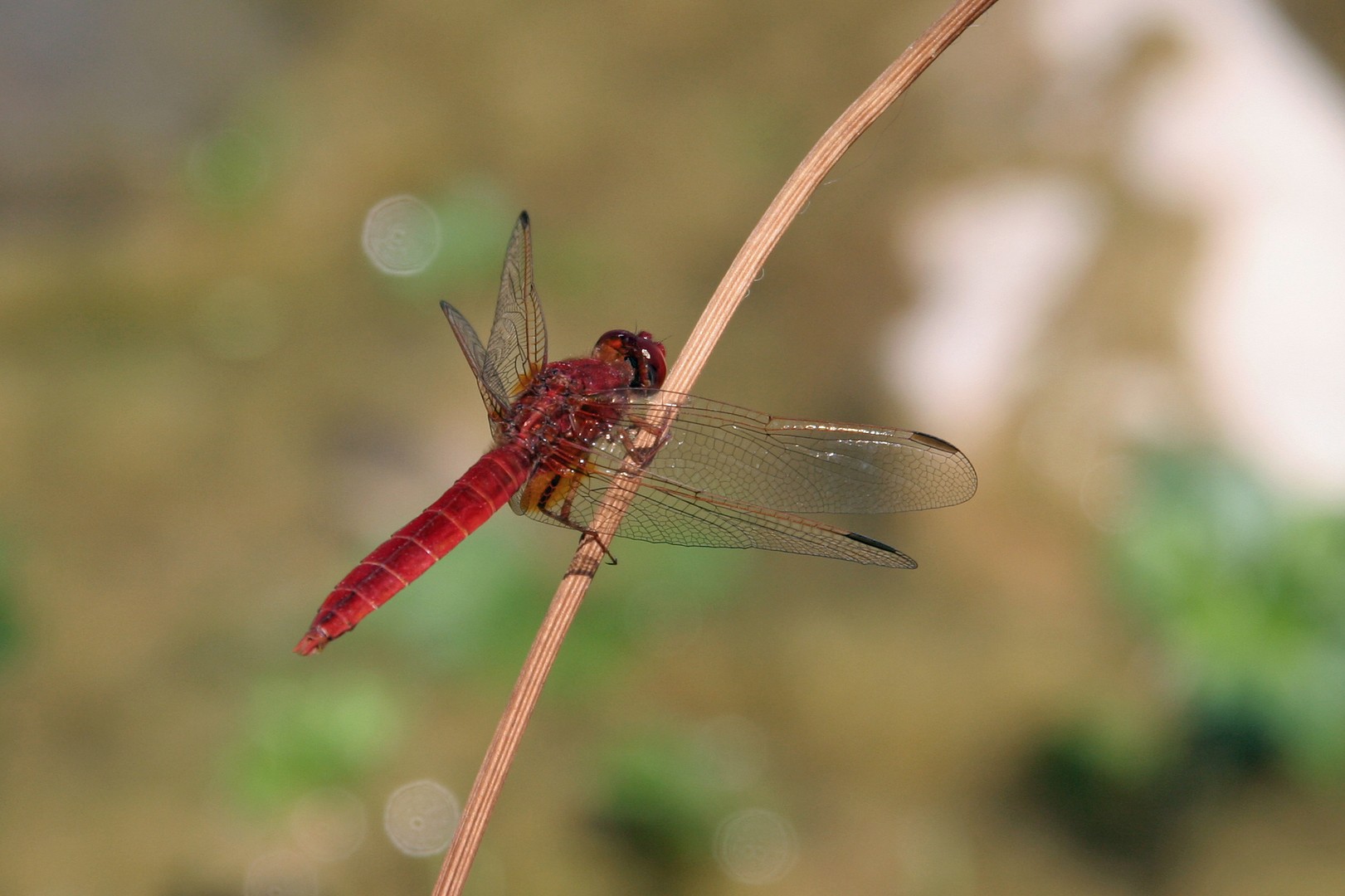 Feuerlibelle (Crocothemis erythraea)