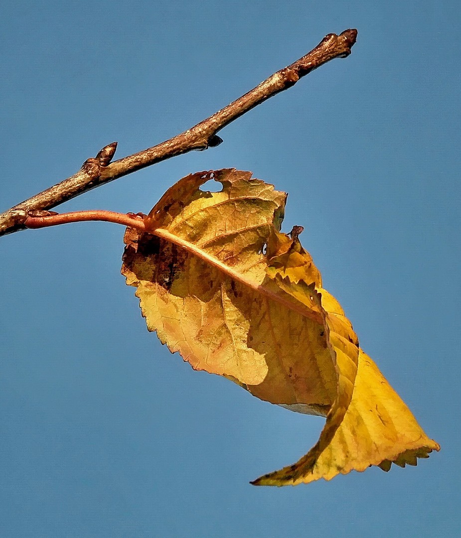 Hebstzeit