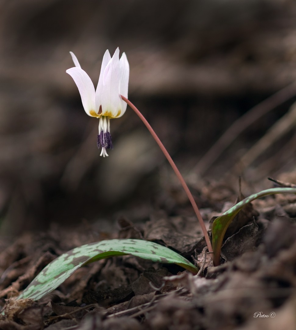 Erythronium dens-canis