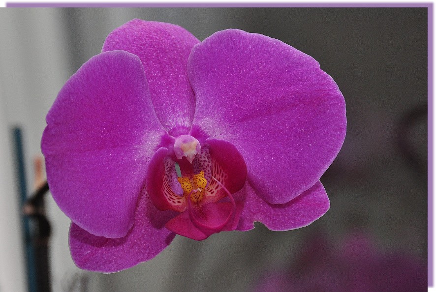 Orchidee