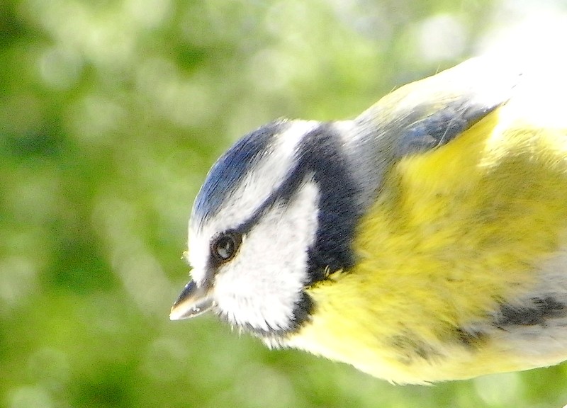 Mésange charbonnière