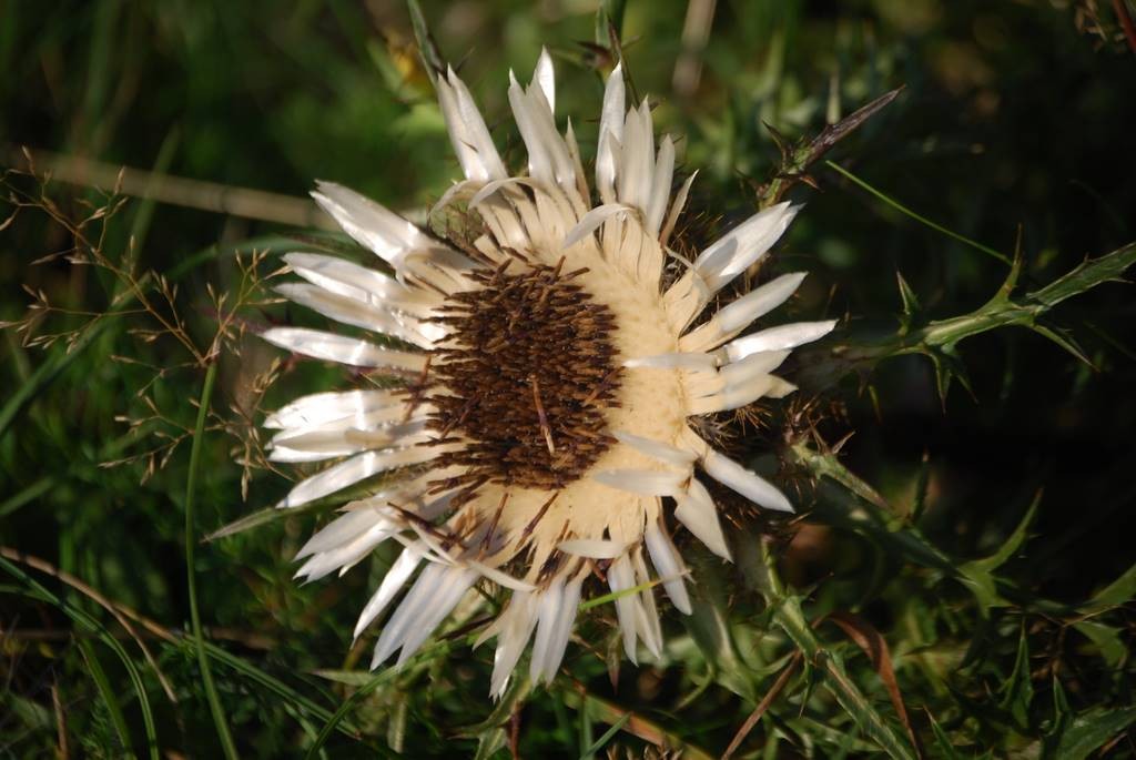 Silberdistel