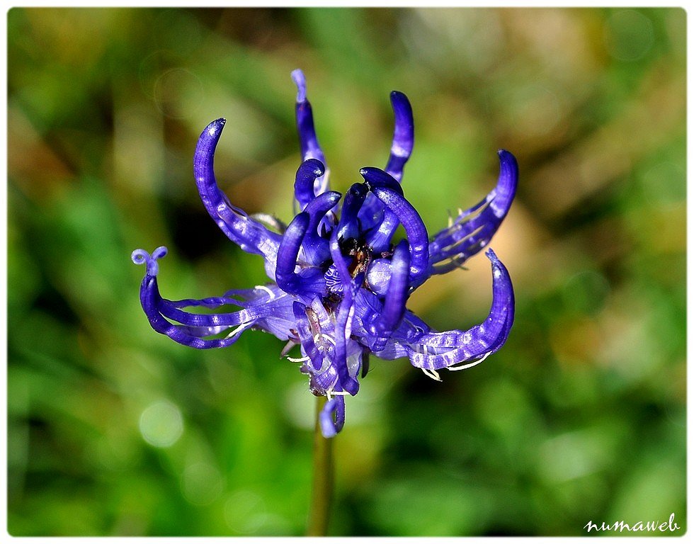 Fleur bleue