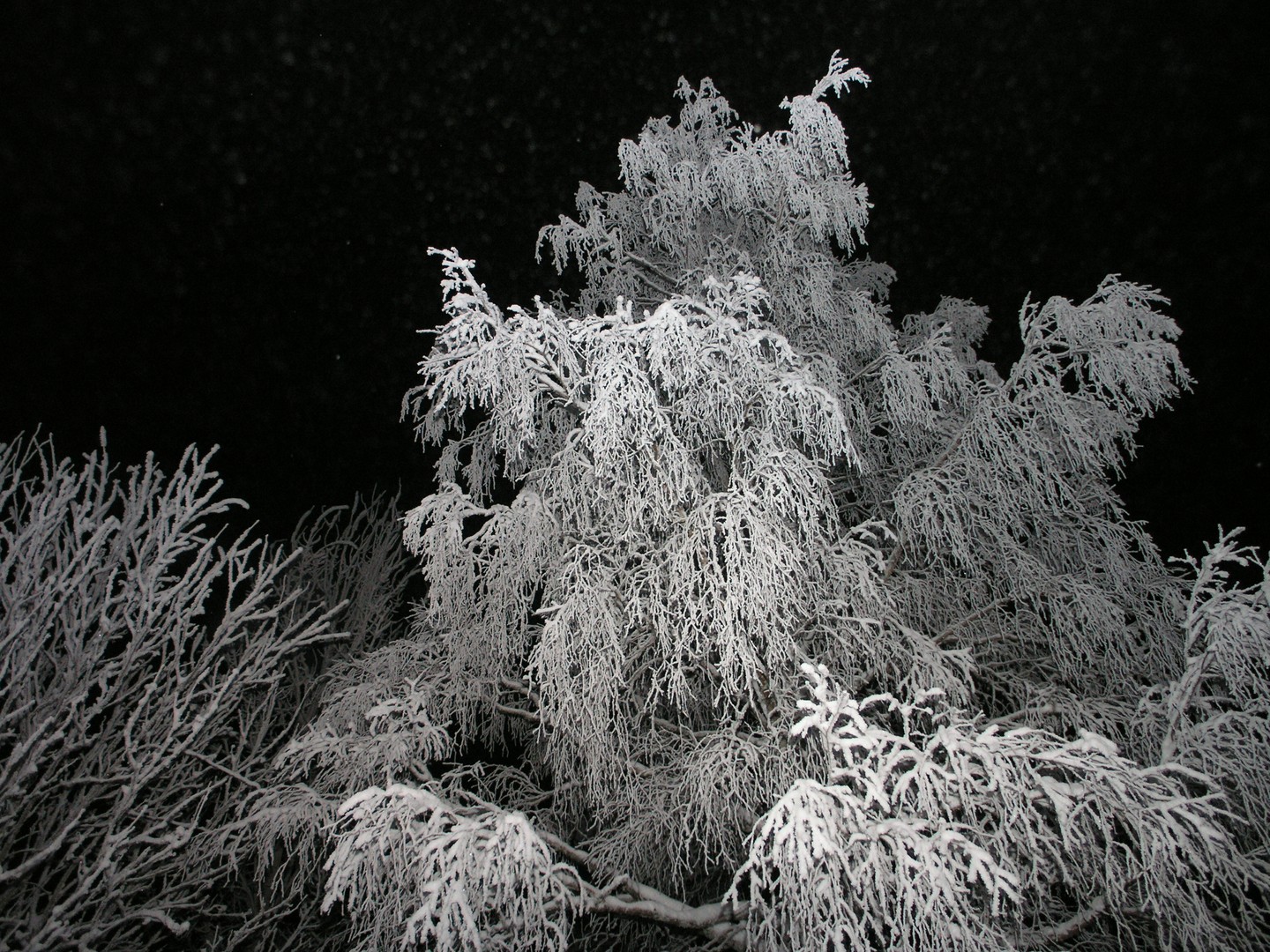 Die Nacht wird weiss