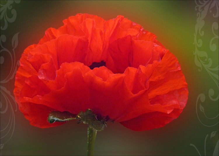 Mohn