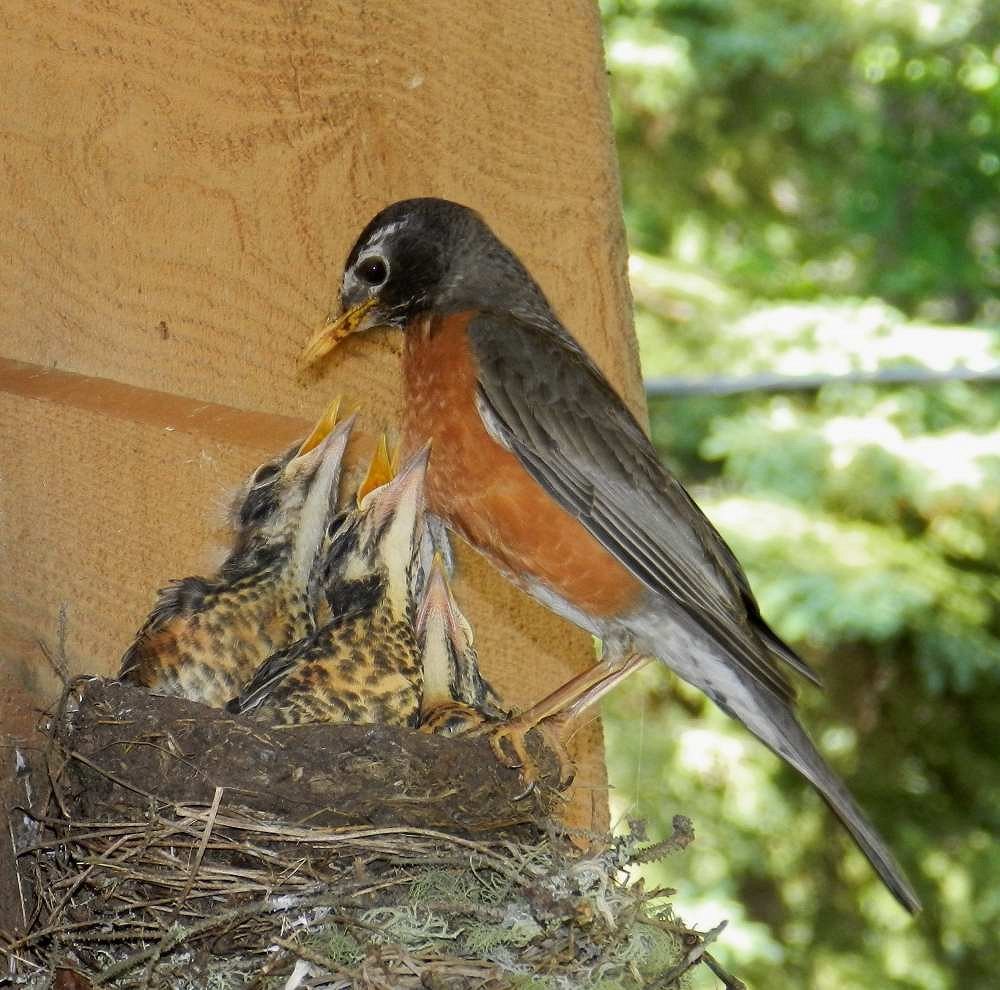 Canadian Robin feeding young