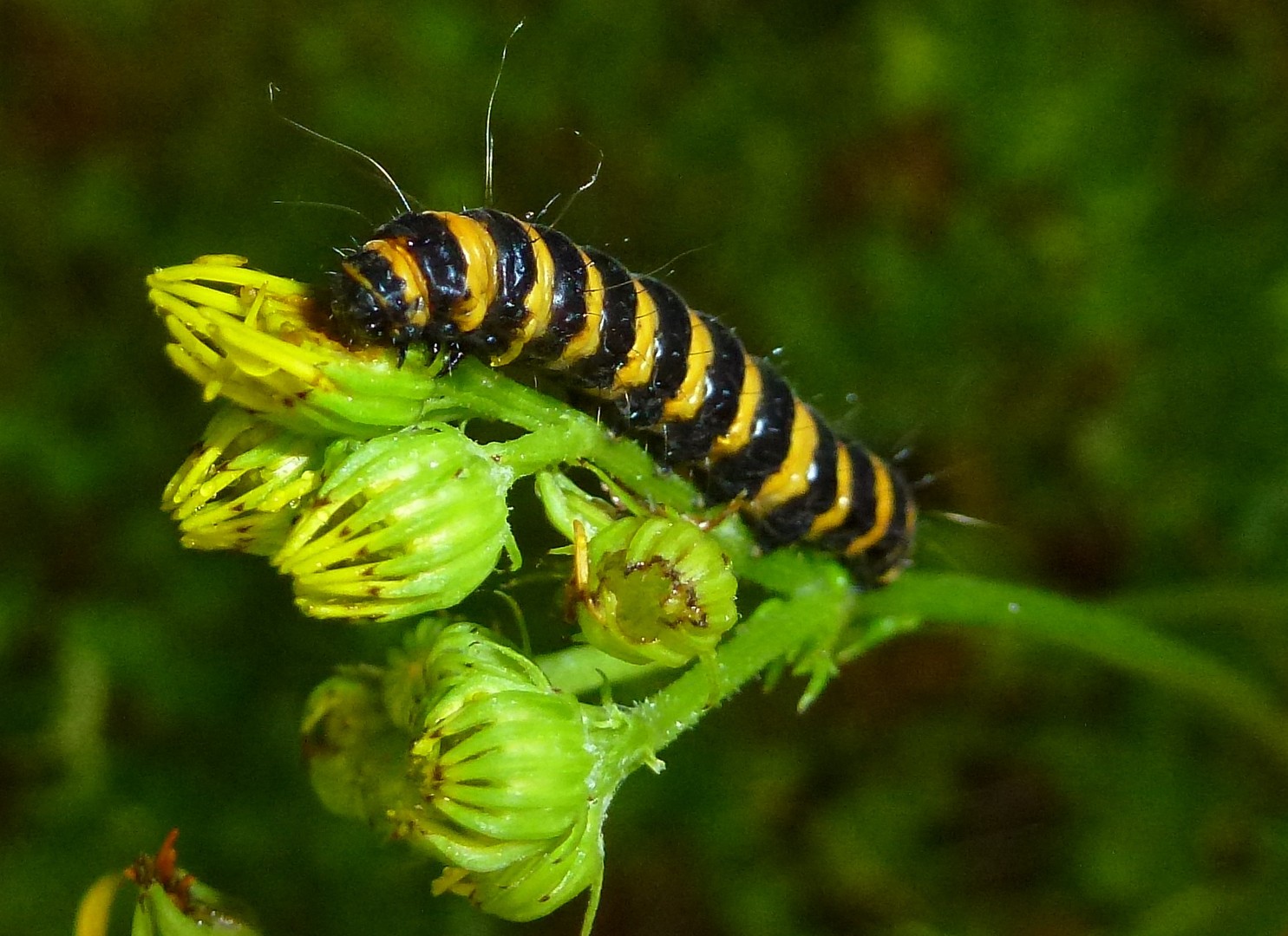 Die Raupe des "Blutbären"