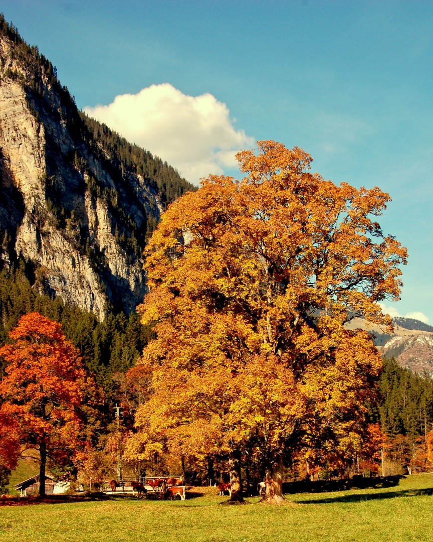 Herbstbaum