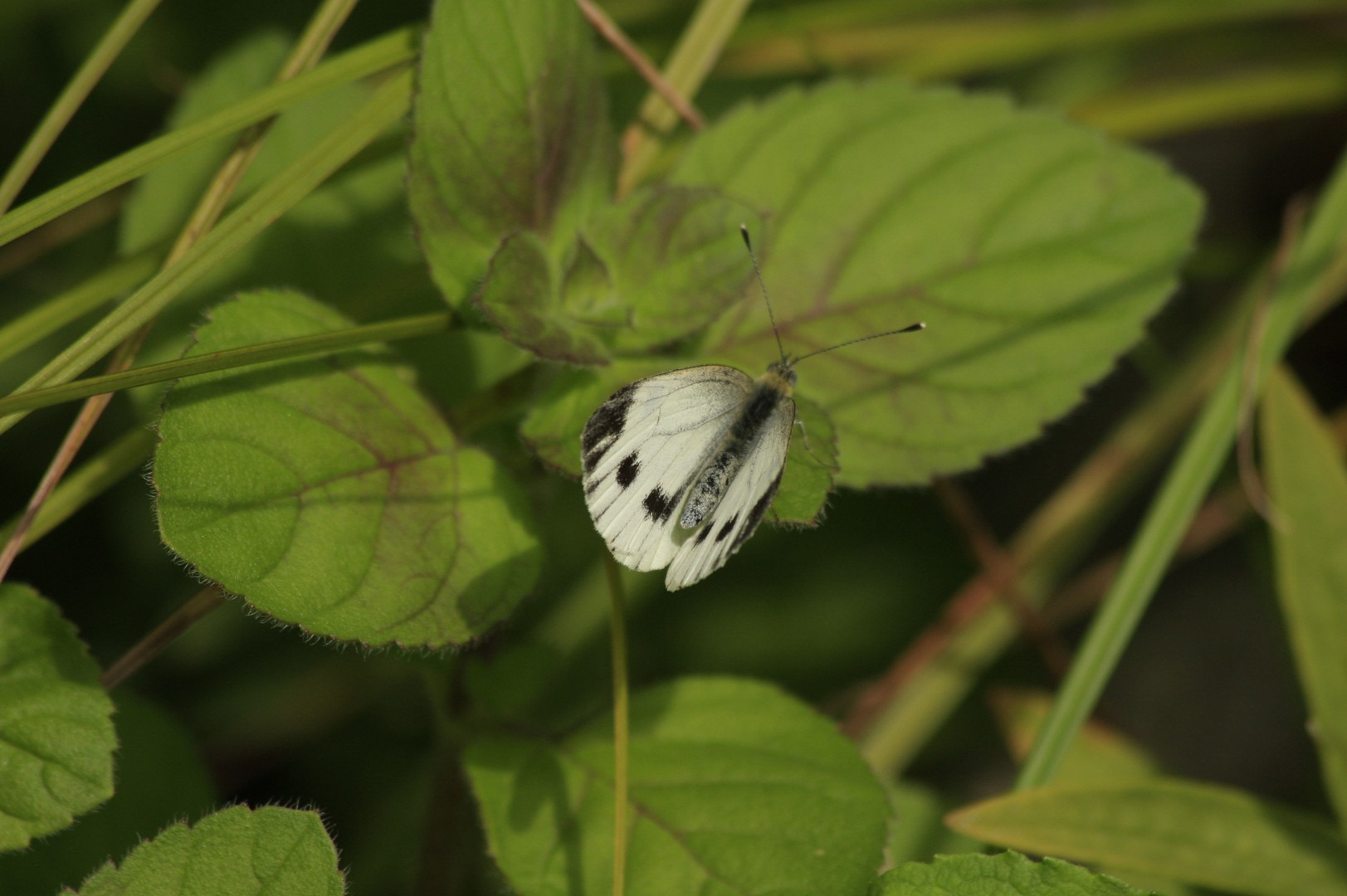 Pieris napi - Rapsweißling