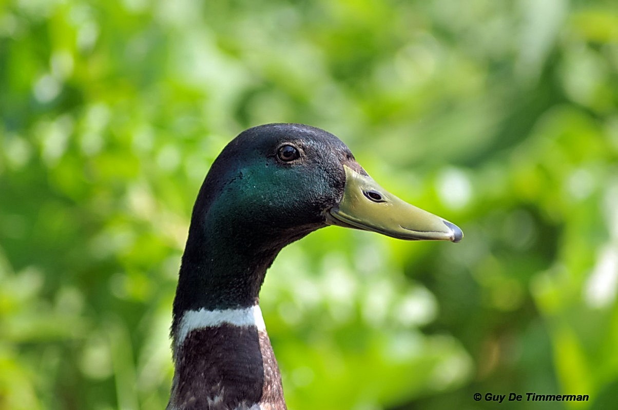 fier comme un canard