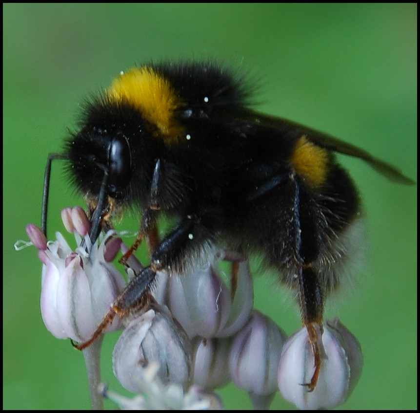 Bee