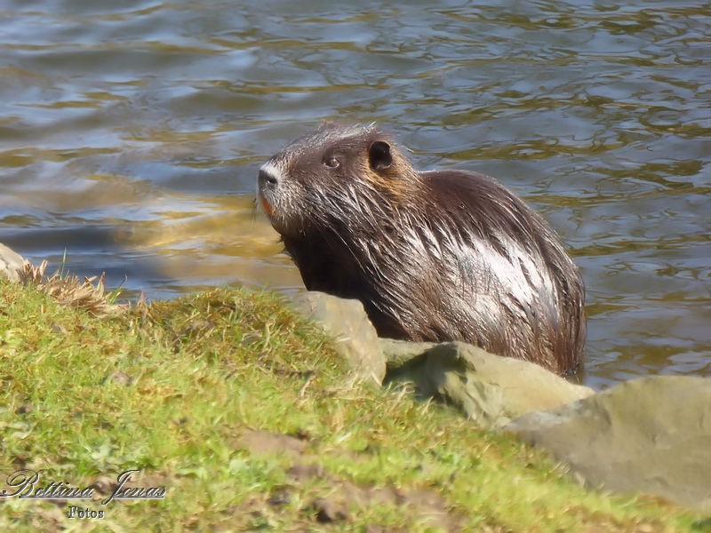 Nutria