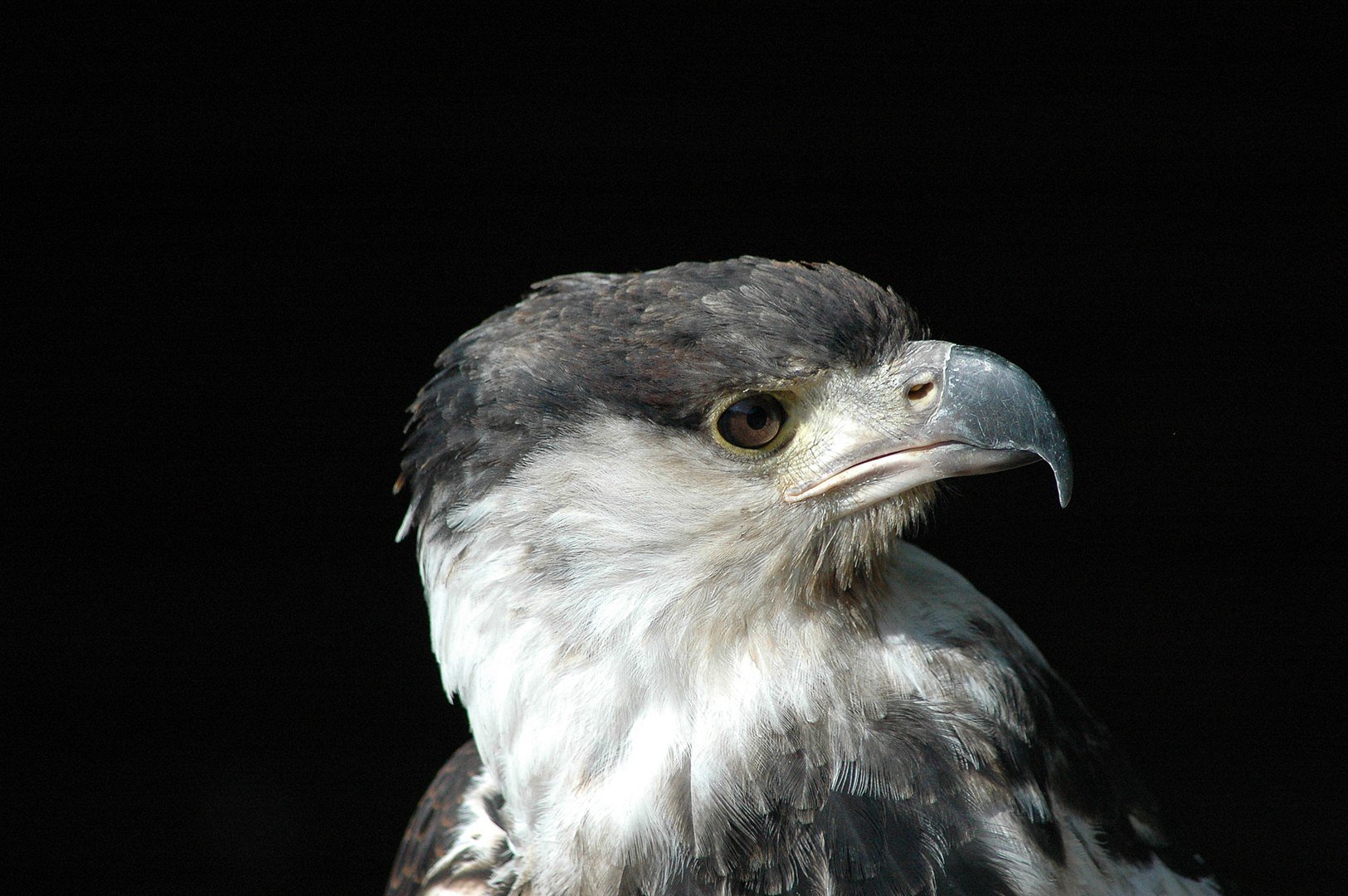 Een Roofvogel "gier"