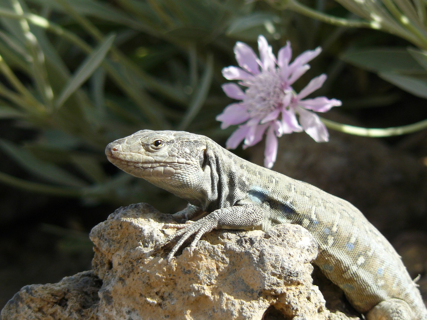 Gecko - Ein Platz an der Sonne