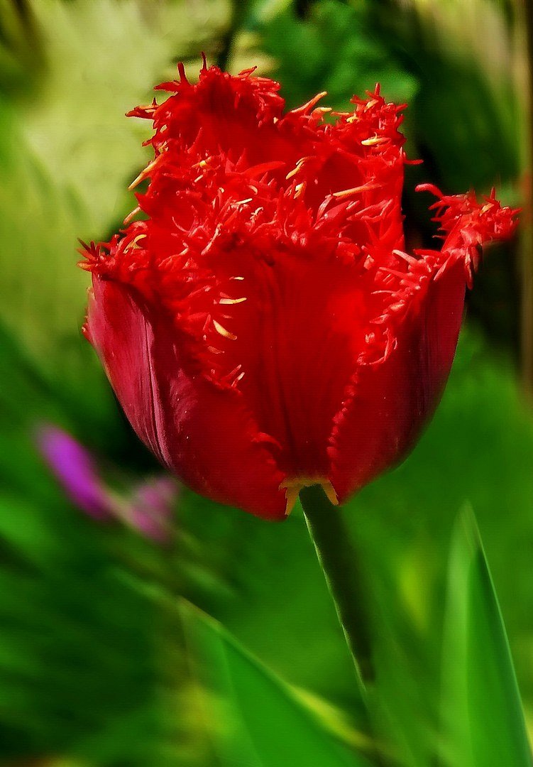 rote Tulpe