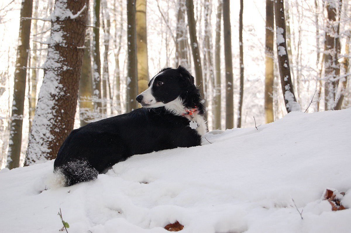 Border im Schnee 