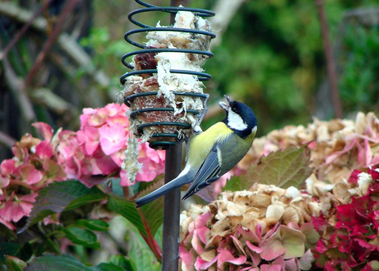 Festin d'une Mésange