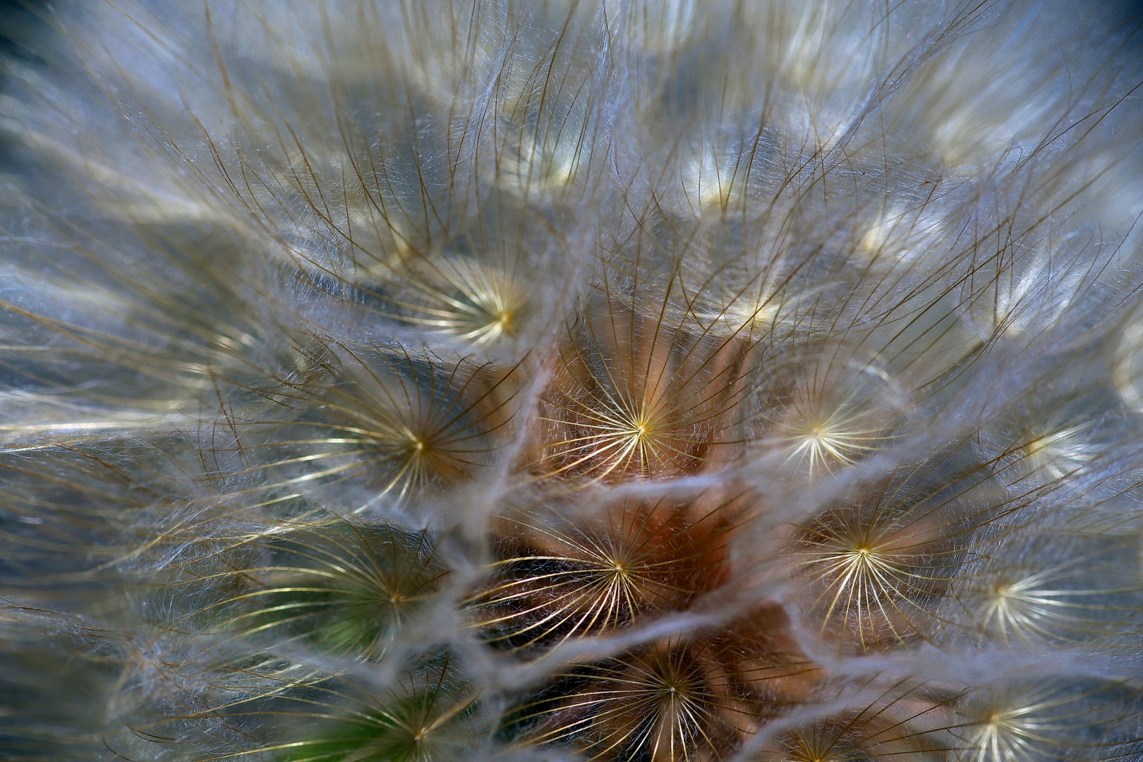 Pusteblume